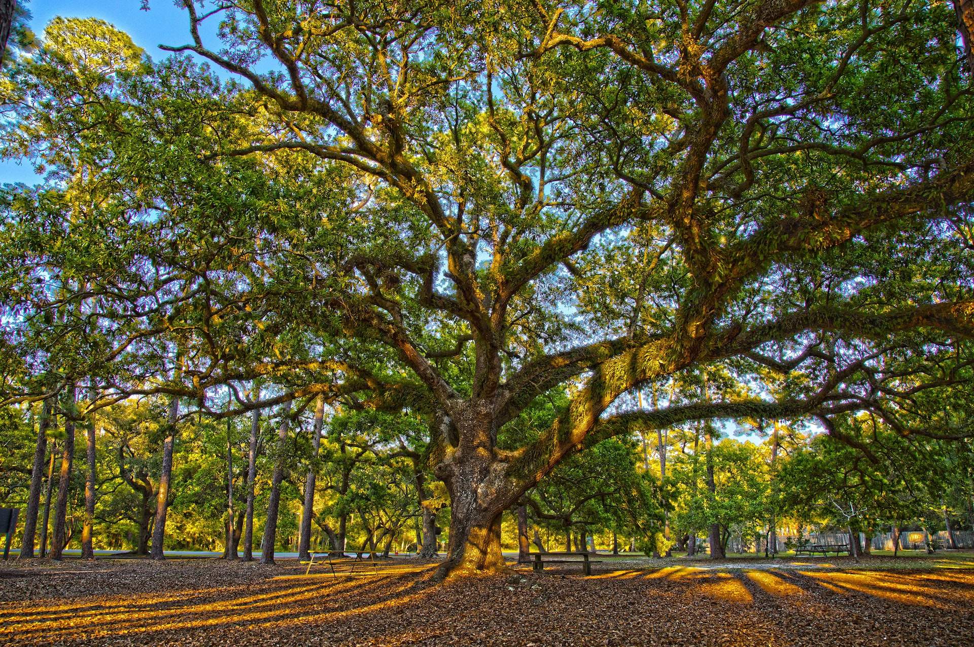 Dauphin Island RV Park – Complete Guide